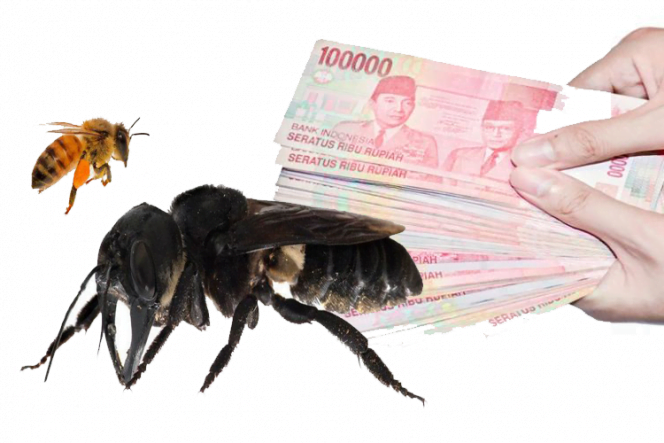 
 Lebah Raksasa Asal Maluku Dilelang Sampai Ratusan Juta copy