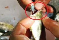 Heboh ! Penemuan Plastik dalam Perut Ikan Bubara di Pasar Mardika Ambon