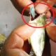Heboh ! Penemuan Plastik dalam Perut Ikan Bubara di Pasar Mardika Ambon