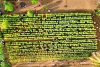 Pesona Kebun Bunga Matahari Pertama Di Maluku