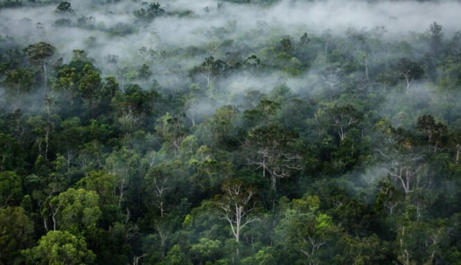 
Bisnis Multiusaha Kehutanan Sebagai Pola Integrasi Green Industry dan Green Economy Serta Upaya Mitigasi Perubahan Iklim Di Provinsi Maluku