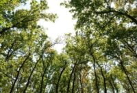 KLHK : Kualitas Udara Kota Ambon Paling Bersih di Indonesia