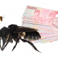 Lebah Raksasa Asal Maluku Dilelang Sampai Ratusan Juta copy